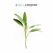 Load image into Gallery viewer, La Biosthetique Méthode Regenerante Fortifying Aroma Complex